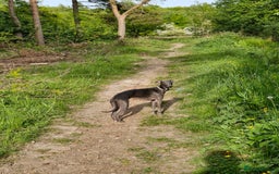 Whippet dogs for stud: Blue male whippet for stud  in Wingate - Image 6