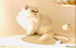 Persian cats for sale: Persian Chinchilla female - Image 3