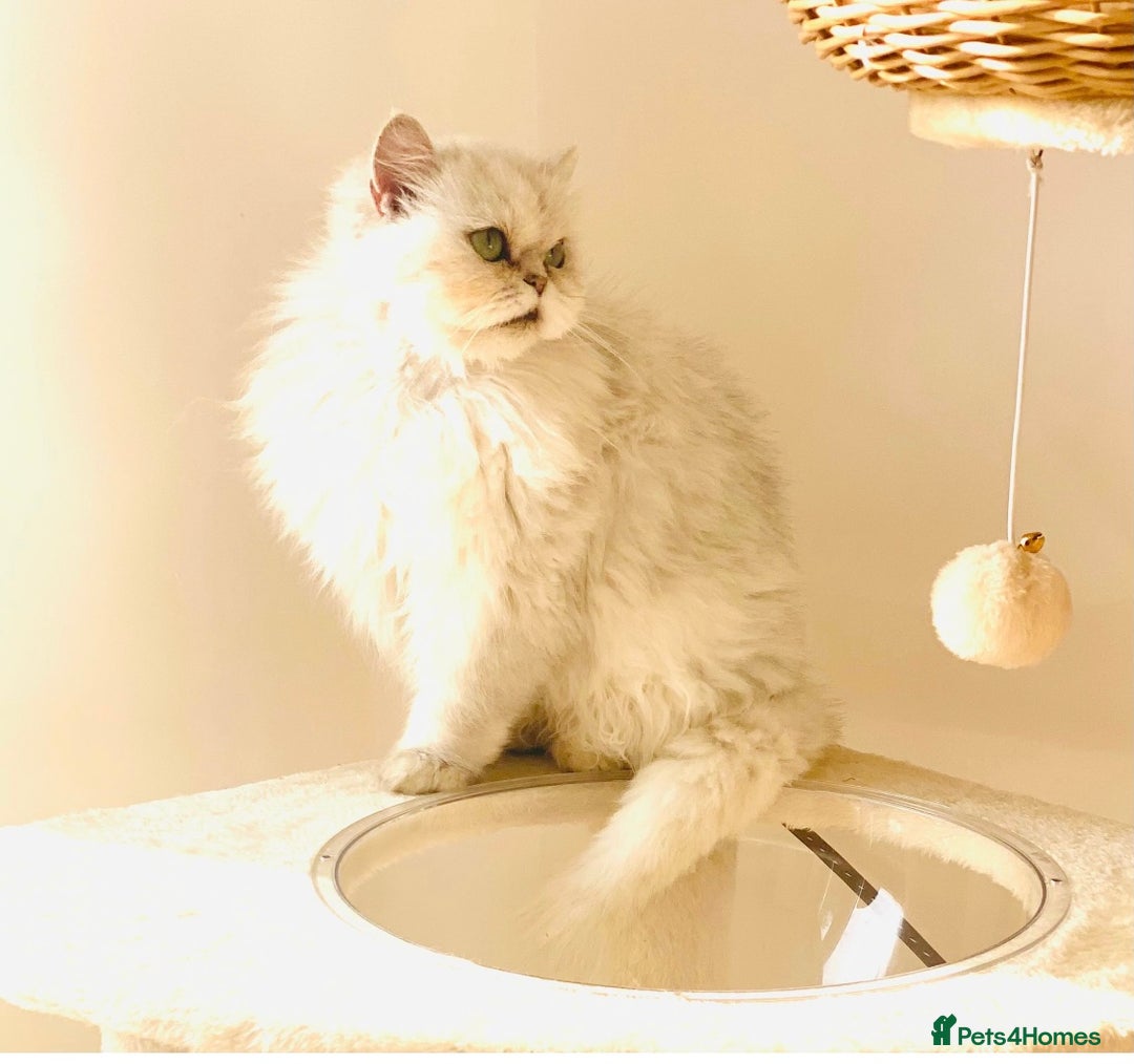 Persian cats for sale: Persian Chinchilla female - Image 3