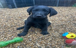 Labradoodle dogs for sale: Labradoodle puppy’s - Image 1