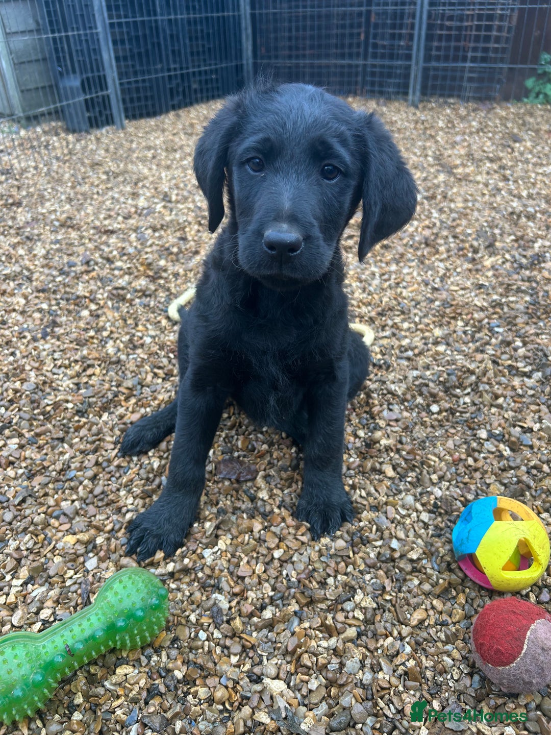 Labradoodle dogs for sale: Labradoodle puppy’s - Image 1