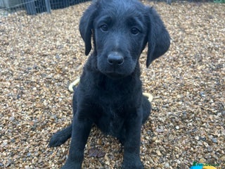 Labradoodle dogs - Advert 5