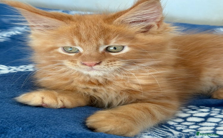 Maine Coon cats - Advert 1