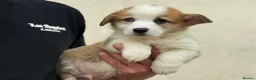Welsh Corgi Pembroke dogs for sale: Welsh Pembroke Corgi puppies  in Workington - Advert 7