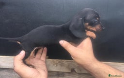 Dachshund dogs for sale: Ready now 5 miniature dashound    - Image 10