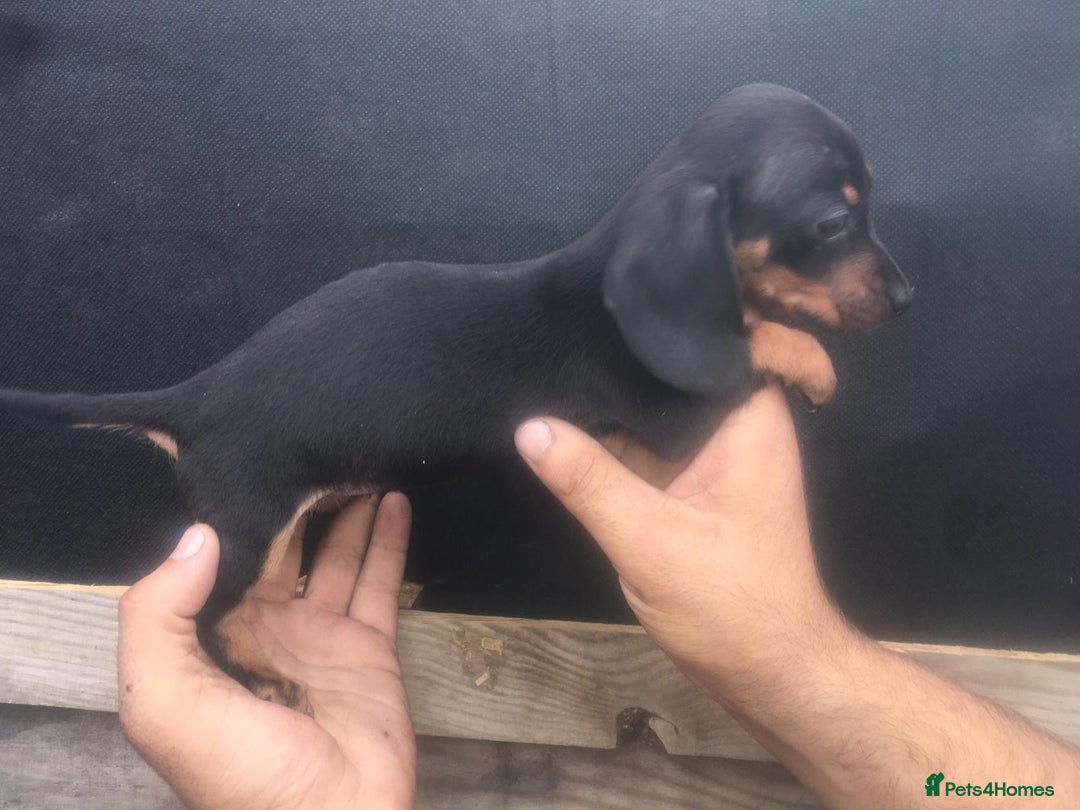 Dachshund dogs for sale: Ready now 5 miniature dashound    - Image 10