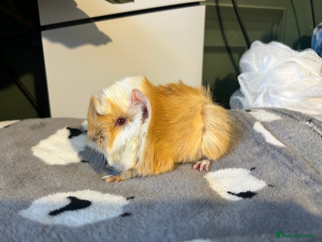 Guinea Pig rodents for sale: 2 pairs of sow Peruvian pure bred guineapigs  - Advert 4