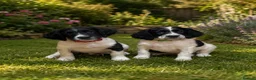 English Springer Spaniel dogs for sale:  KC registered English springer spaniel puppies - Advert 1