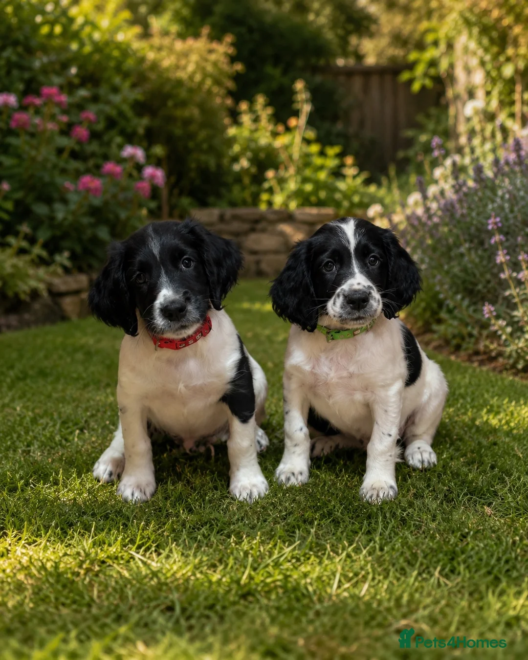 English Springer Spaniel dogs for sale:  KC registered English springer spaniel puppies - Advert 1