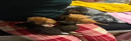 Domestic Shorthair cats for sale: 5 beautiful kittens for sale - Advert 12
