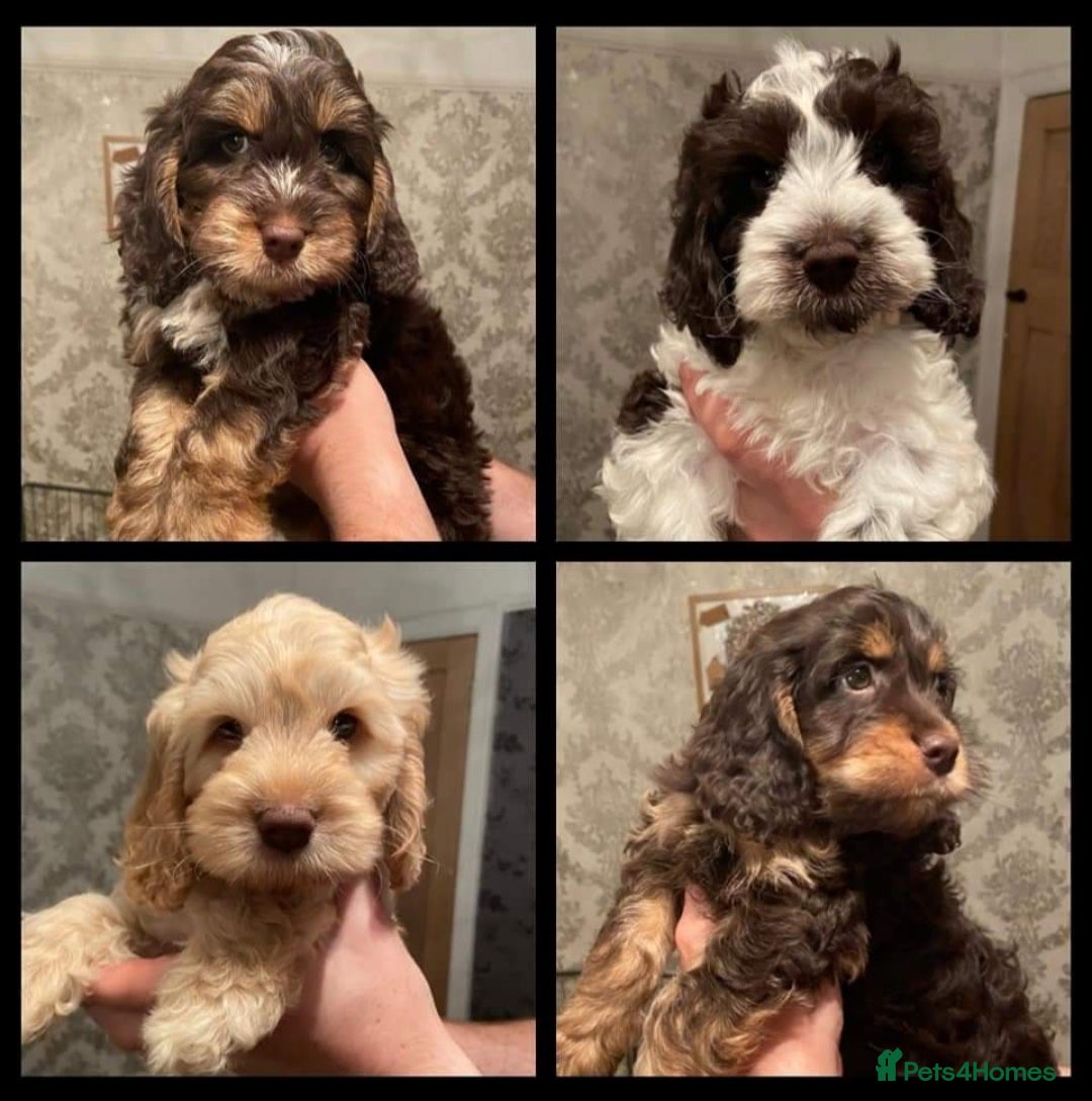 Cockapoo dogs for stud: KC registered miniature poodle stud in Bolton - Advert 10