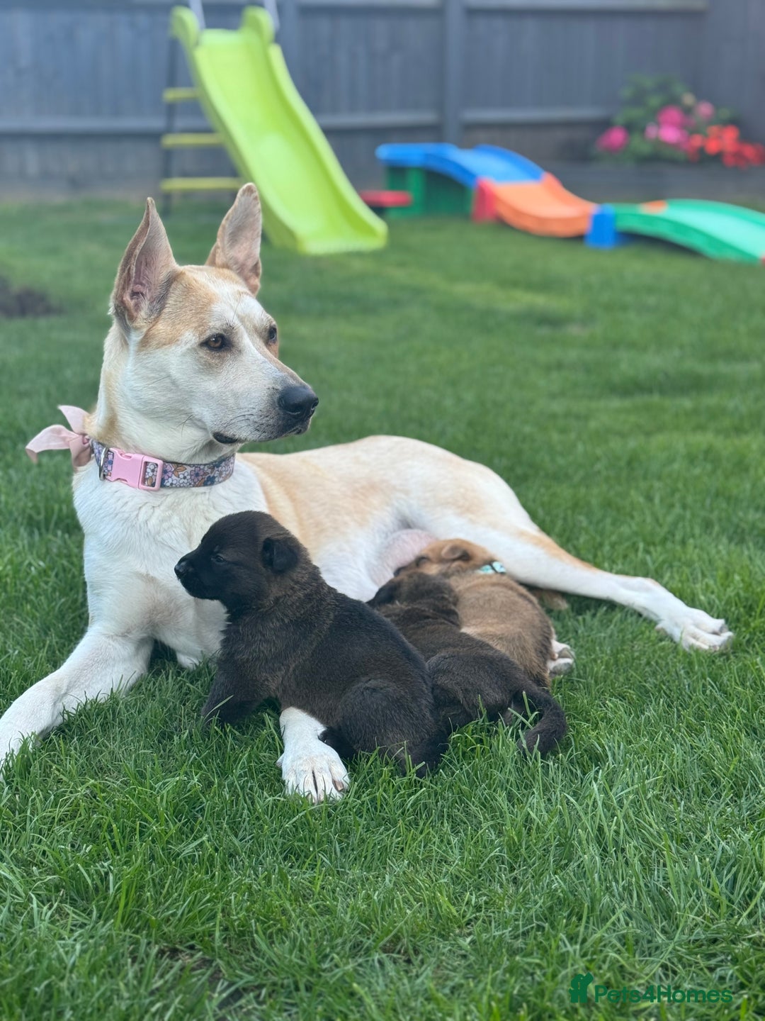 German Shepherd dogs for sale: German shepherd puppies  - Image 20