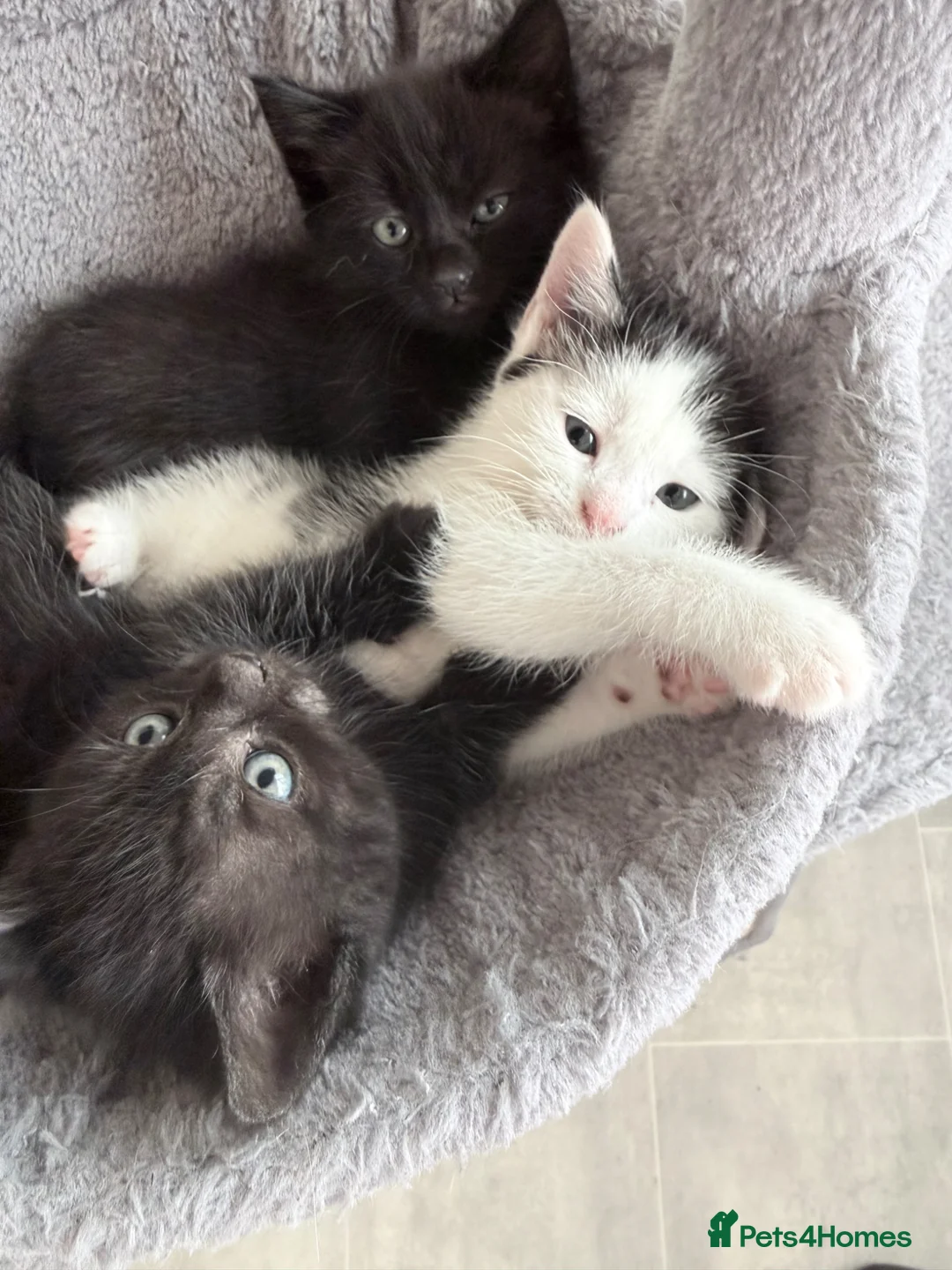Mixed Breed cats for sale: Beautiful kittens - Advert 10