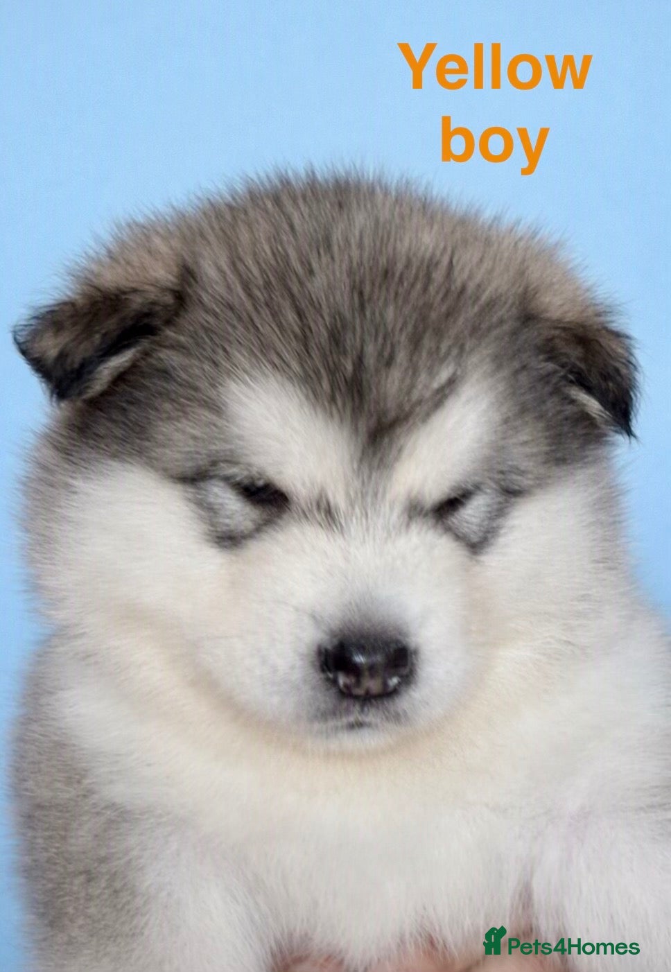 Alaskan Malamute dogs KC registered champion bloodline Malamute puppies  - Advert 2