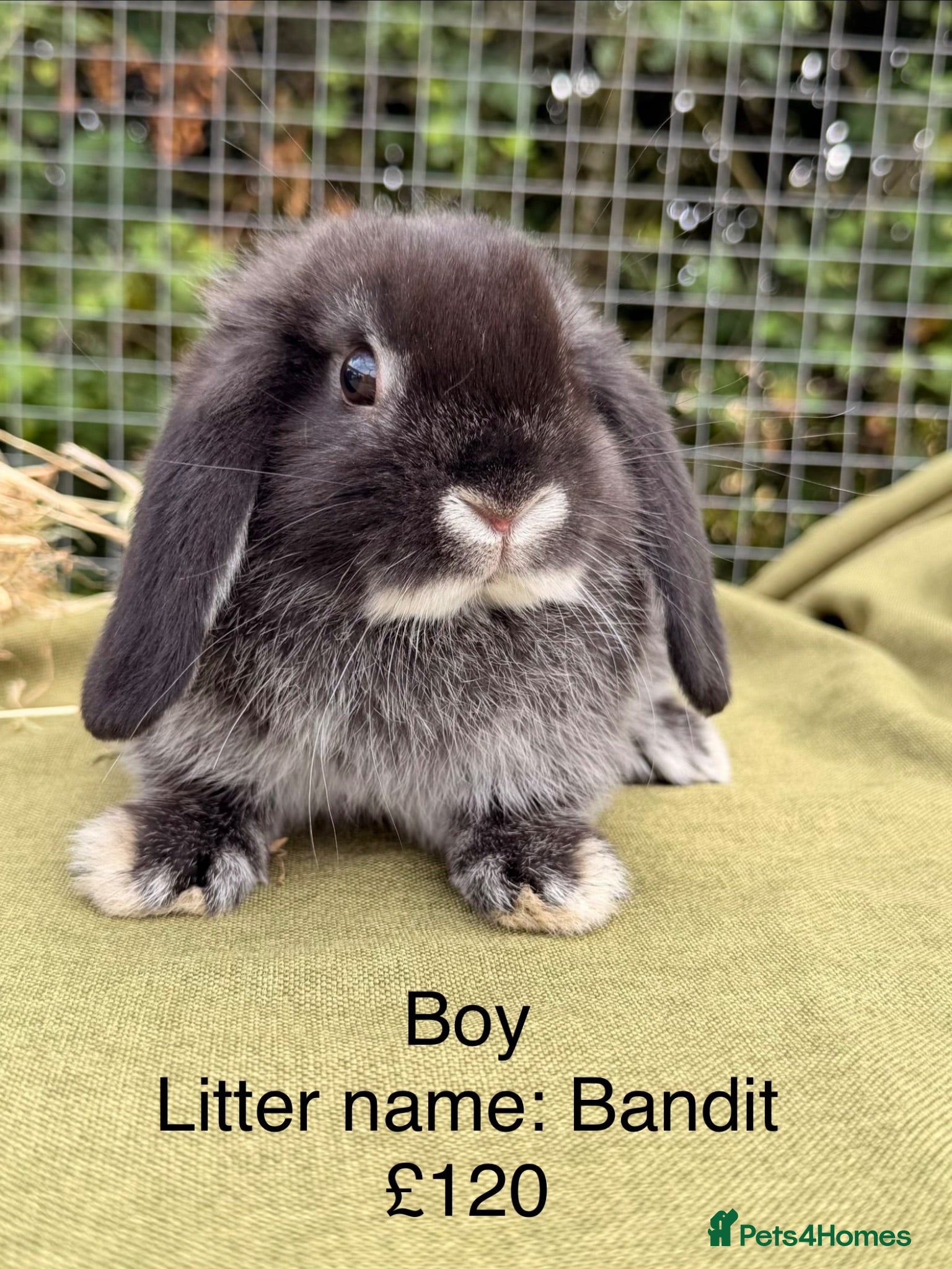 Mini Lop rabbits Mini lop babies! Lots of colours!  - Advert 1