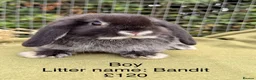 Mini Lop rabbits for sale: Mini lop babies! Lots of colours!  - Advert 1