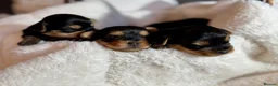 Yorkshire Terrier dogs for sale: Outstanding Pedigree Yorkshire Terrier Puppies ❤️ - Advert 28