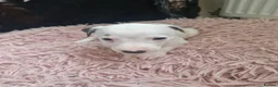 Whippet dogs for sale: Heart and DNA tested Blue Parti Whippet Puppies. - Advert 29