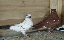 Pigeons birds for sale: Portuguese Tumblers  - Image 4