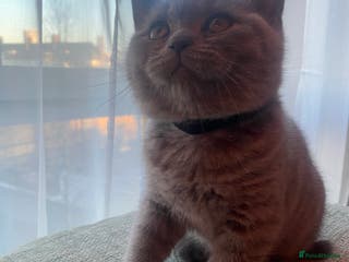 British Shorthair cats british shorthair kitten 1 BOY ready in a week) - Advert 6