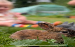 Rex rabbits for sale: Beautiful baby bunnies 8 weeks old - Image 7