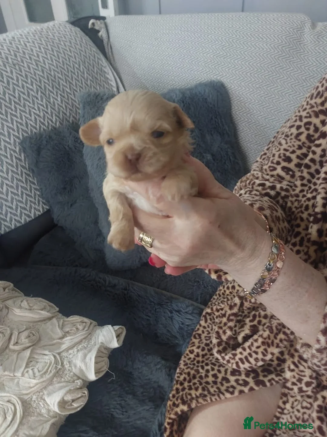 Shih Tzu dogs for sale: Imperial Shih Tzu - Advert 1