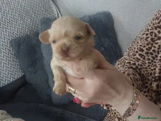 Shih Tzu dogs Imperial Shih Tzu - Advert 4