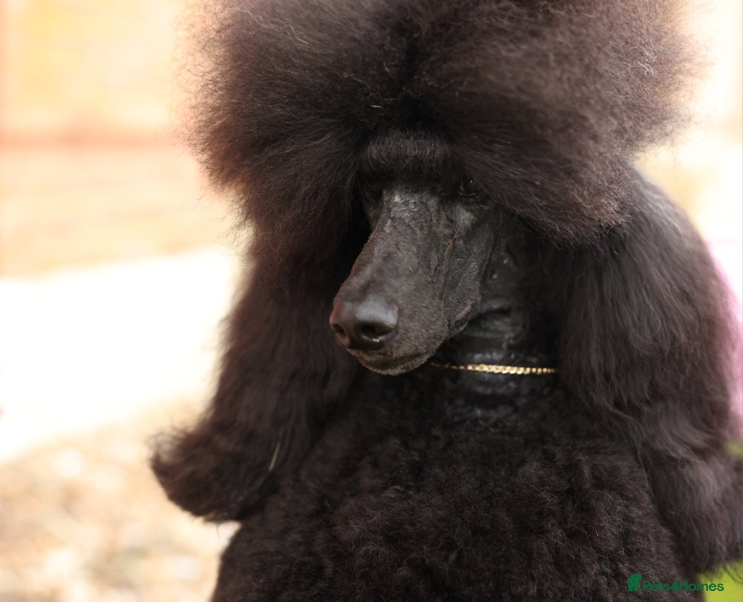 Standard Poodle dogs for stud: Champion male for stud - Image 7