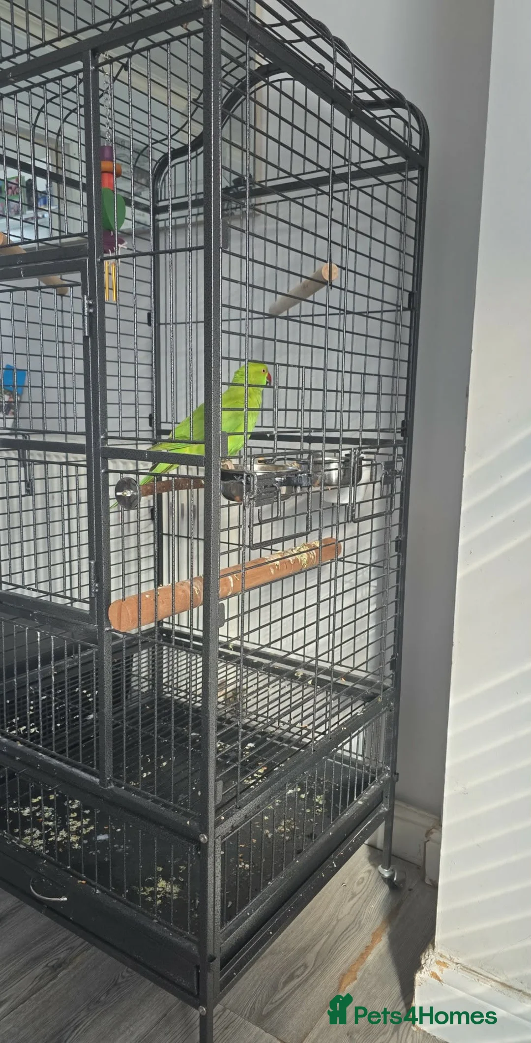 Parrots birds for sale: Green ringneck  in Brierley Hill - Advert 2