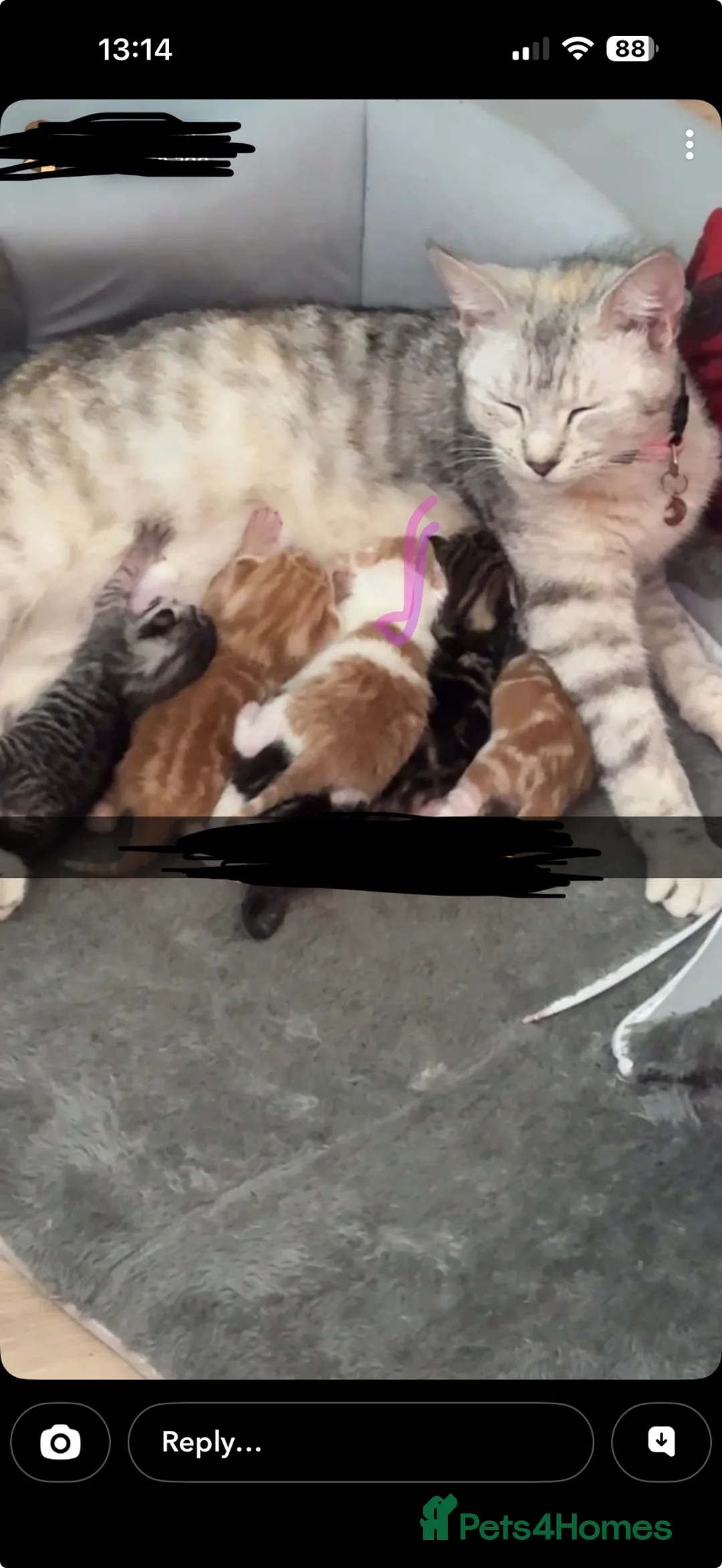 Mixed Breed cats for sale: Persian tabby - Advert 1