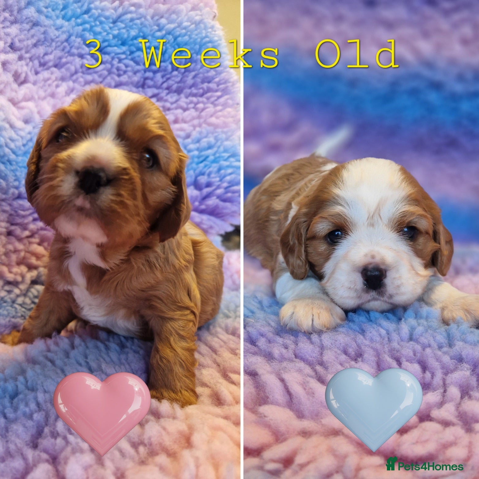 Cavalier King Charles Spaniel dogs 🐾 3 Beautiful KC Cavalier CKCS Puppies 🐾 - Advert 14
