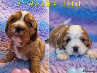 Cavalier King Charles Spaniel dogs 🐾 3 Beautiful KC Cavalier CKCS Puppies 🐾 - Advert 14