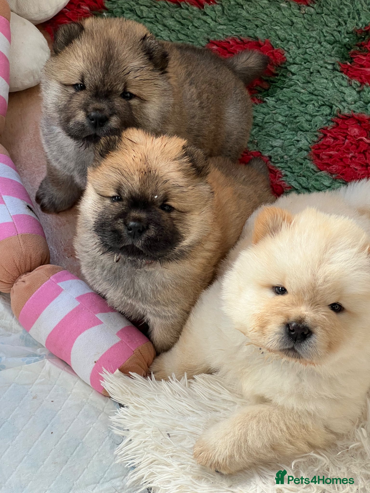 Chow Chow dogs KC chow chow puppies  - Advert 1