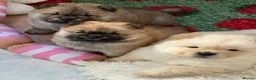 Chow Chow dogs for sale: KC chow chow puppies  - Advert 3
