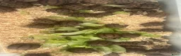 Tortoise reptiles for sale: Tortoise - Advert 3