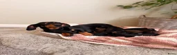 Miniature Dachshund dogs for sale: KC Miniature Smooth Dachshund Puppies - Advert 7