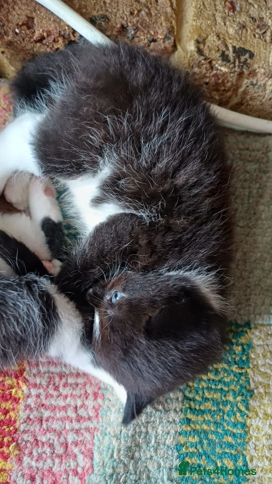 Turkish Angora cats for sale: 4 kittens, turkish aegora / british long haired - Advert 2