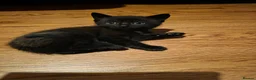 Mixed Breed cats for sale: Kittens - Advert 5