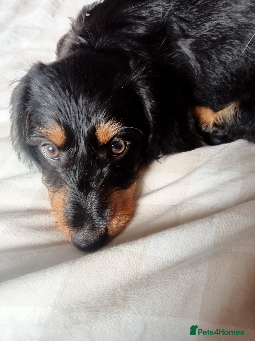 Dachshund dogs for sale: Long hair dachshund REDUCED  - Image 3