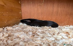 Guinea Pig rodents for sale: Self Chocolate Boars - Advert 2