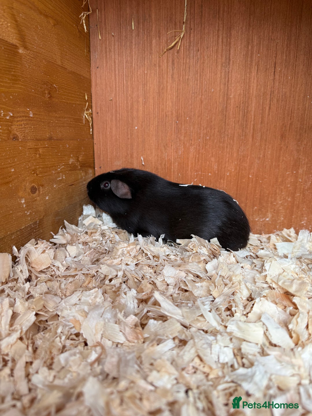 Guinea Pig rodents for sale: Self Chocolate Boars - Advert 2