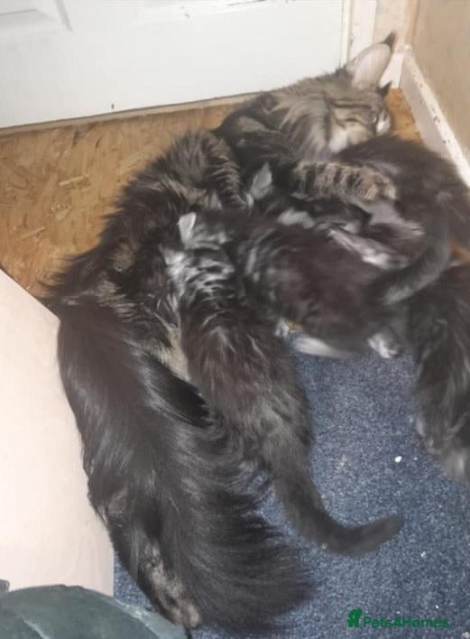 Maine Coon cats black silver ticked ns 25 polydactyl girl - Advert 2