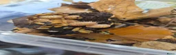 Isopods invertebrates for sale: Isopods  - Advert 5