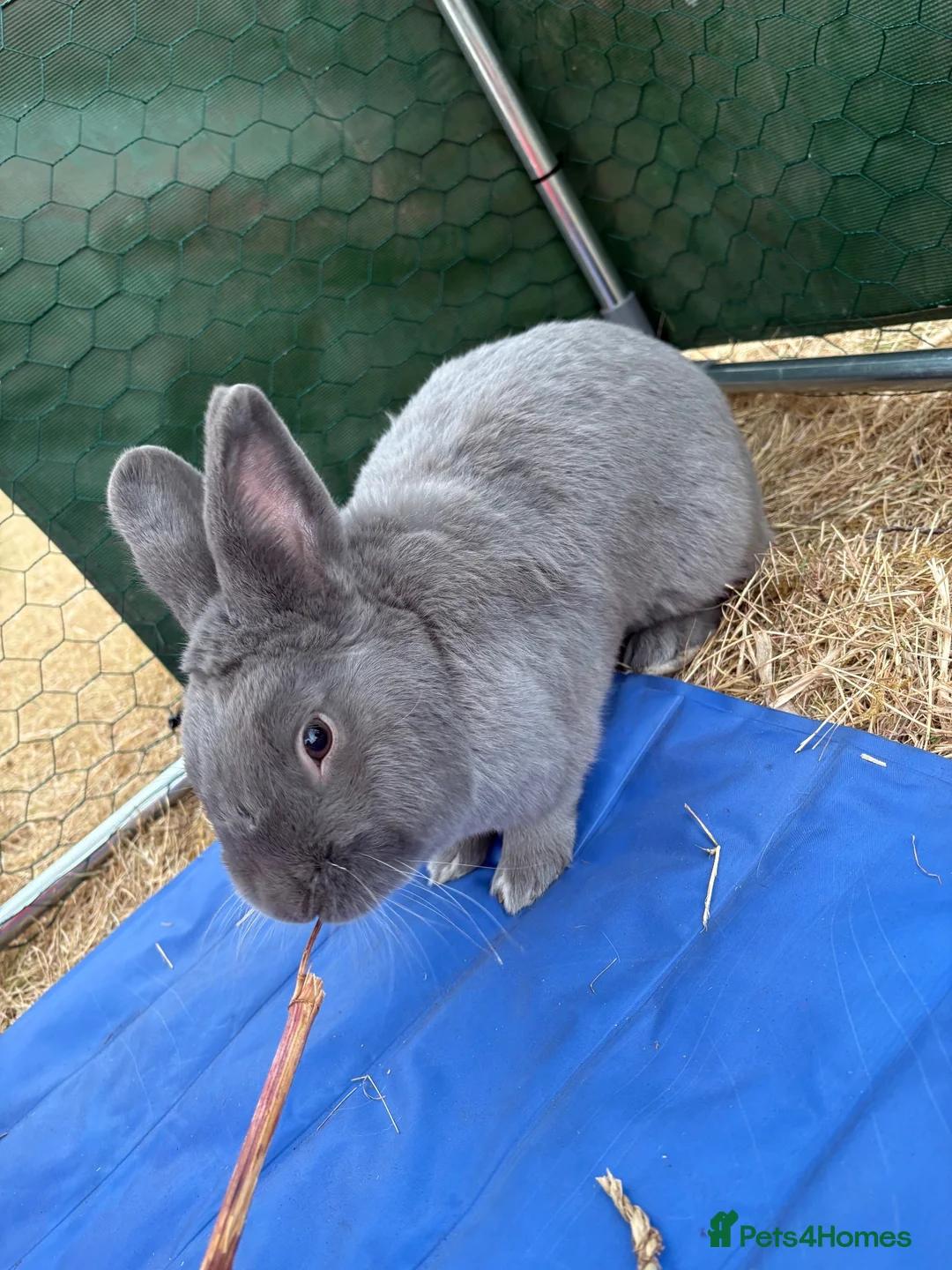 Mixed Breed rabbits for sale: Blue holicer boy and Items! - Advert 1