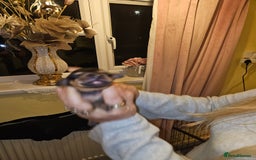 Dachshund dogs for sale: Dashound puppies - Image 8