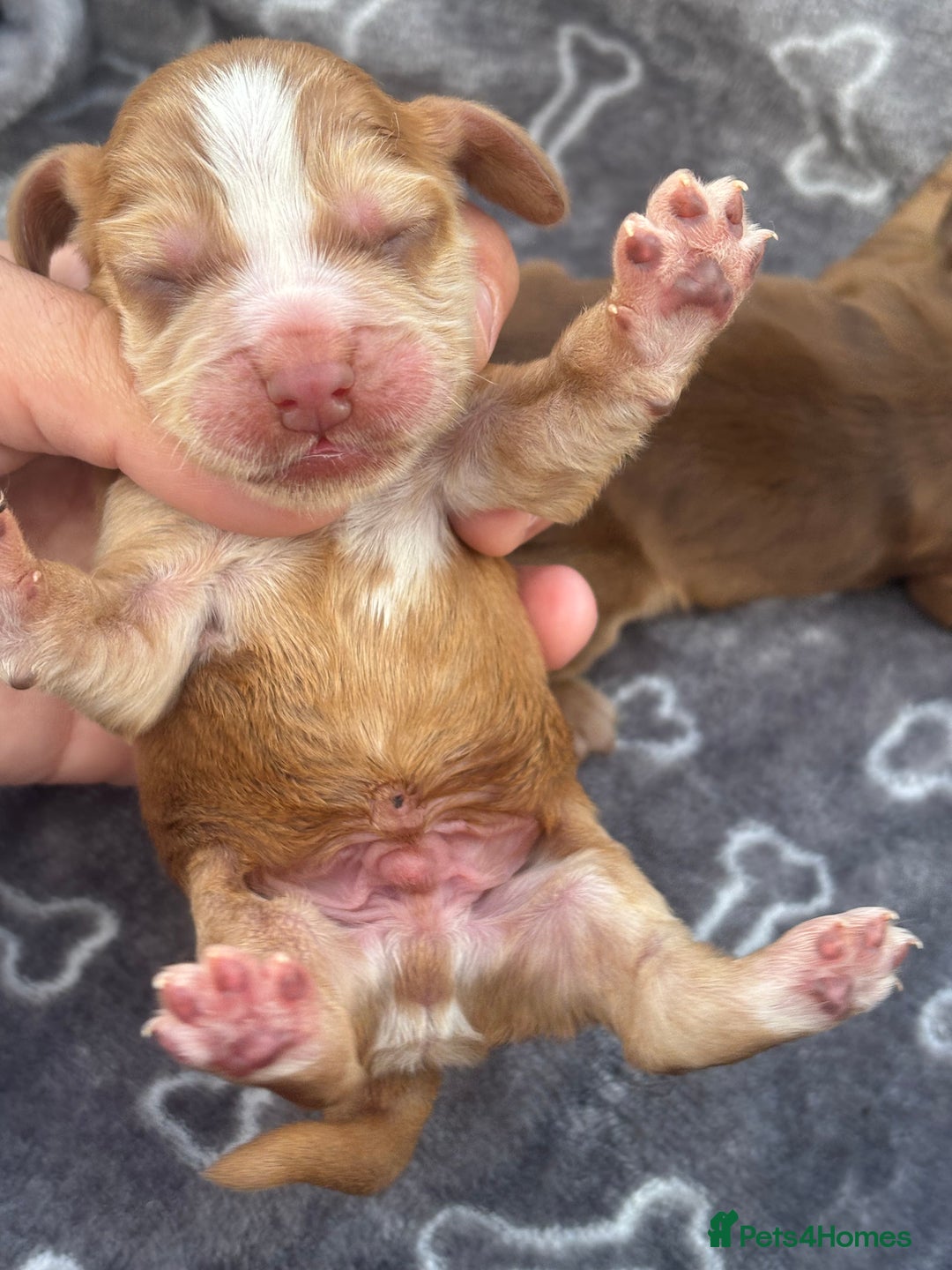 Cocker Spaniel dogs for sale: Show cocker spanials - Image 10