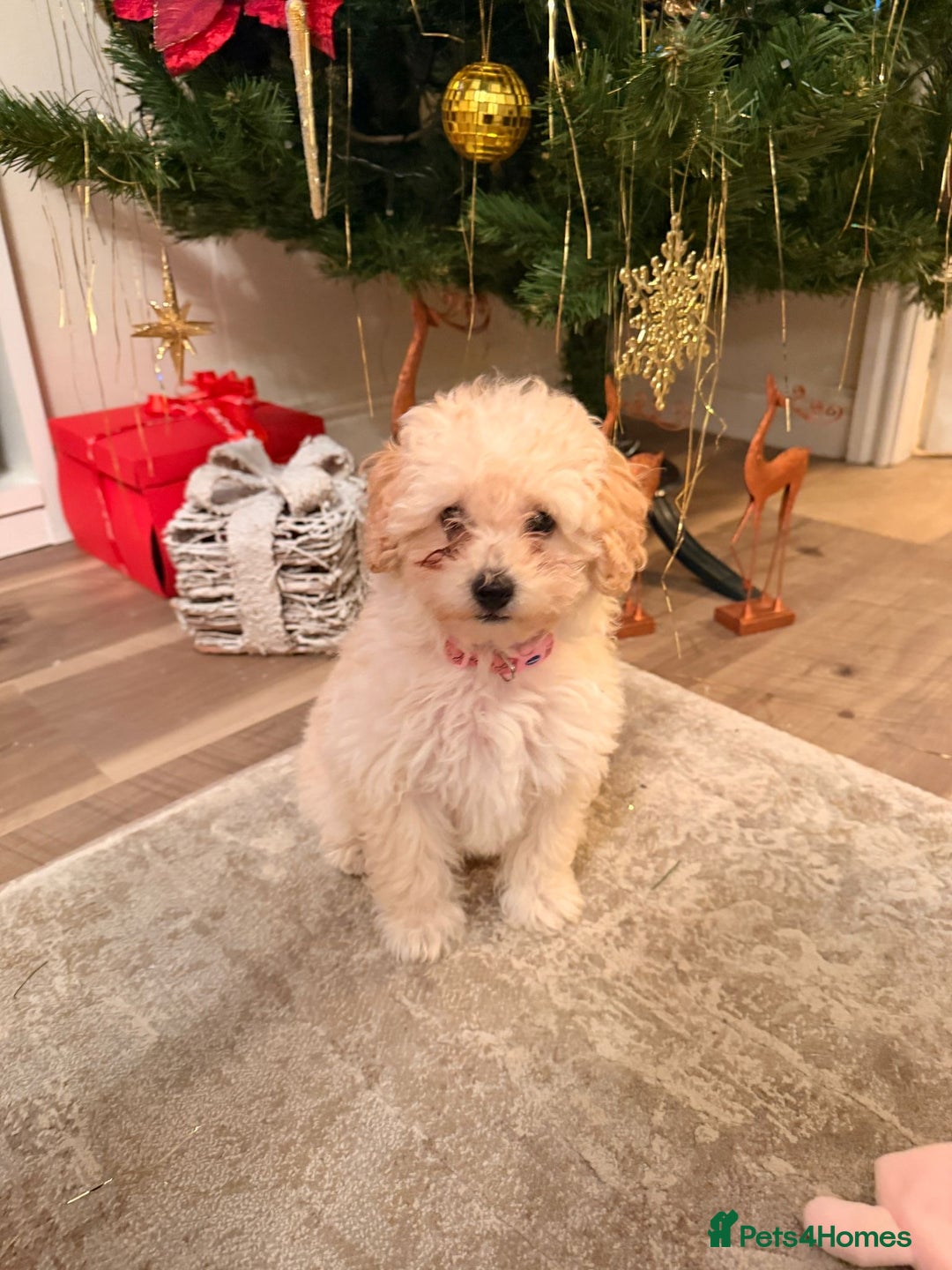 Maltipoo dogs for sale: [Rehome] 11 Week Old Maltipoo Puppy - Advert 2