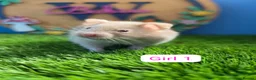 Hamster rodents for sale: Syrian Hamster Babies Males Females Pedigree - Advert 3
