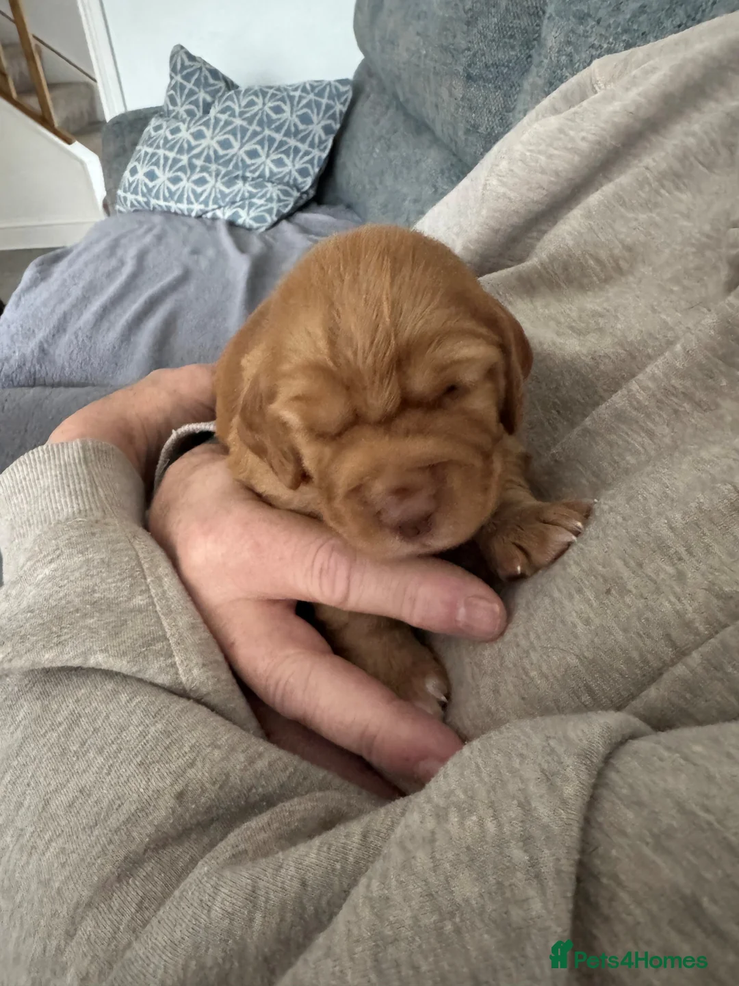 Cocker Spaniel dogs for sale: RKC Registered Working Cocker Spaniel Litter - Advert 19