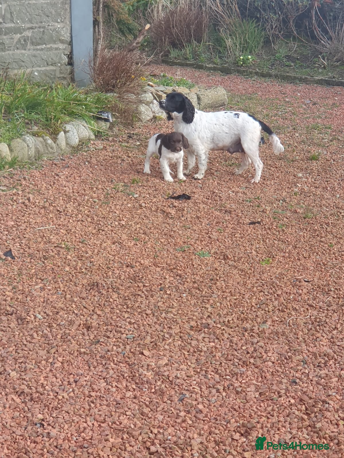 English Springer Spaniel dogs Springer spaniel pup - Advert 2